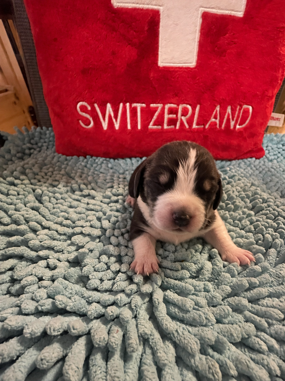 New born puppy Aston von Drachenbach, with red “SWITZERLAND” bag behind.