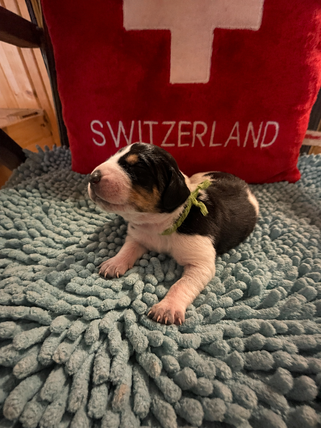 New born puppy Asta von Drachenbach, with red “SWITZERLAND” bag behind.