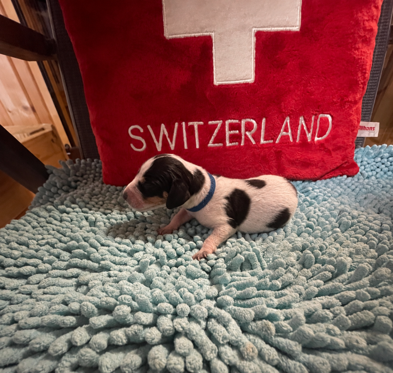 New born puppy Argo von Drachenbach, with red “SWITZERLAND” bag behind.