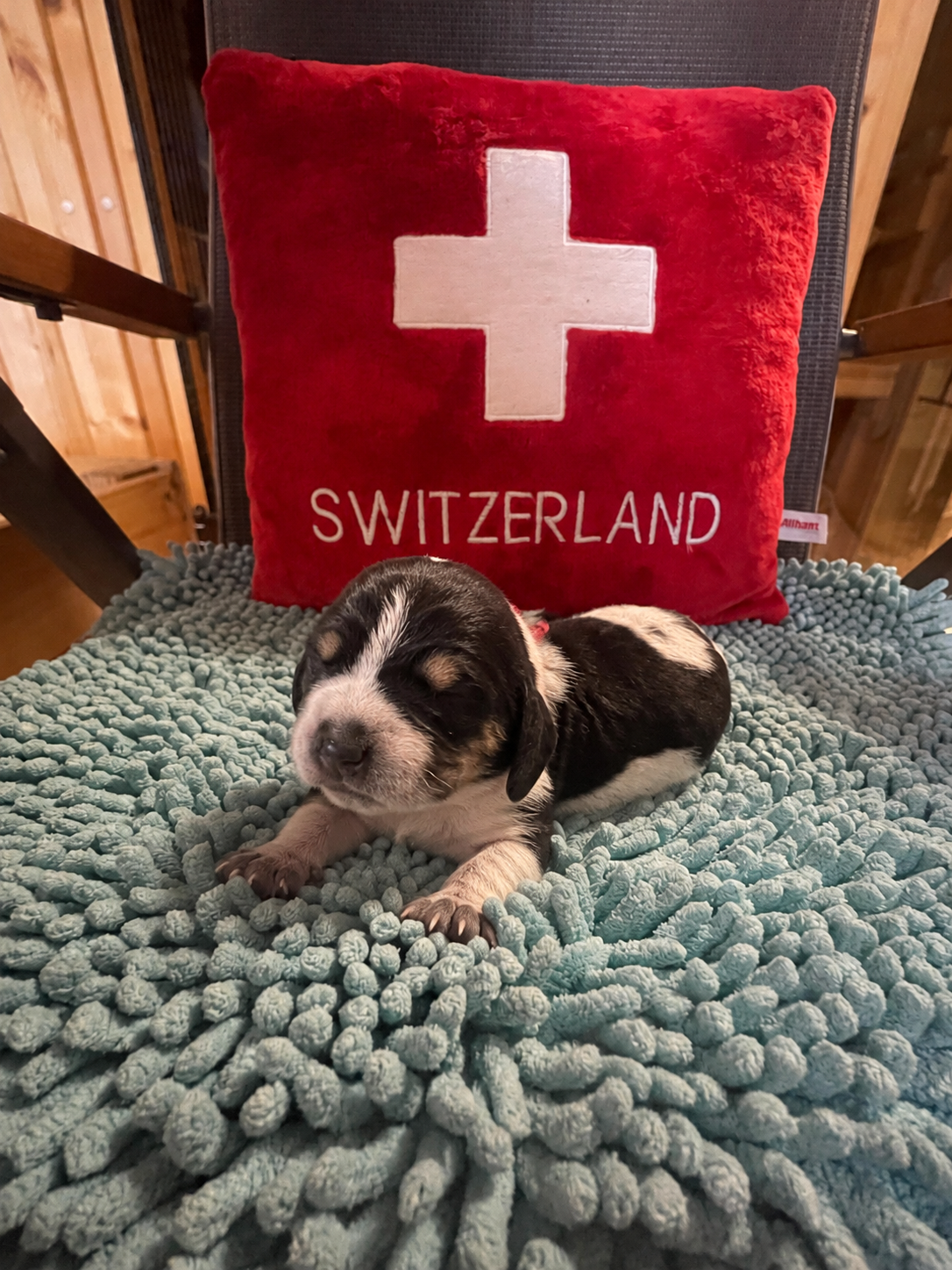 New born puppy Aqua von Drachenbach, with red “SWITZERLAND” bag behind.