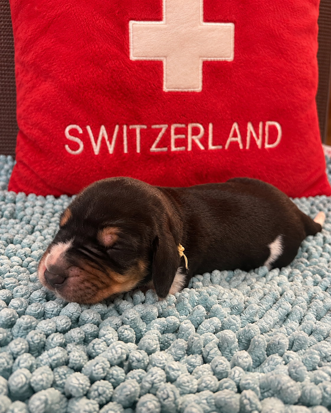 New born puppy Apple von Drachenbach, with red “SWITZERLAND” bag behind.