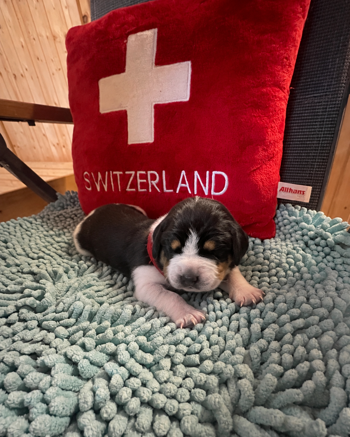 New born puppy Aida von Drachenbach, with red “SWITZERLAND” bag behind.